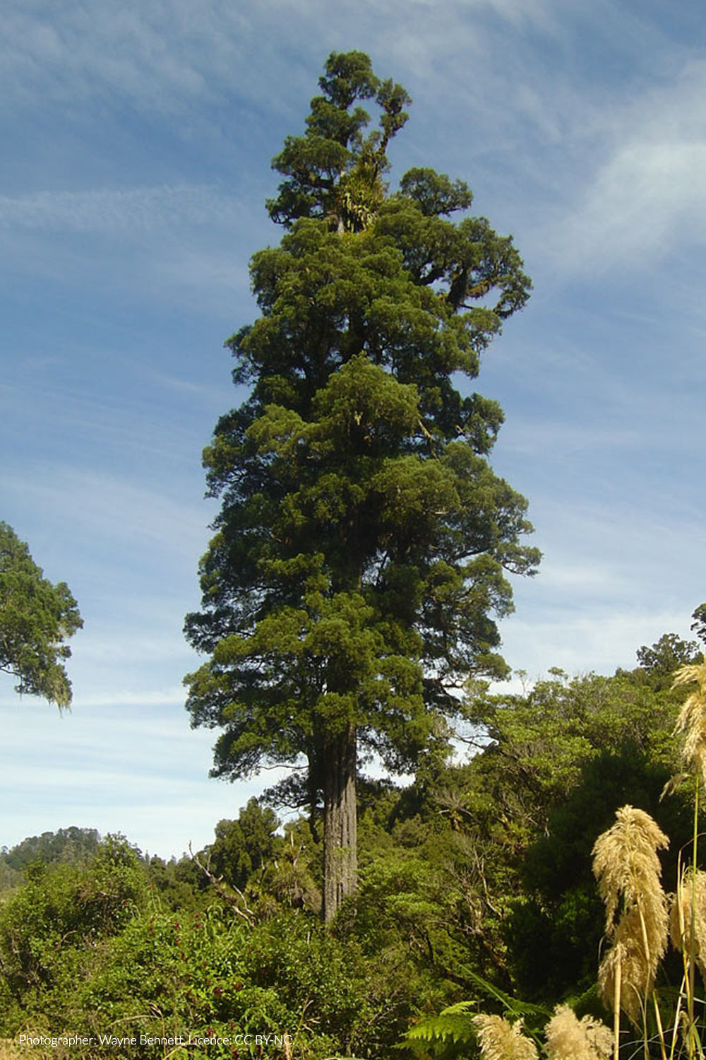 kahikatea