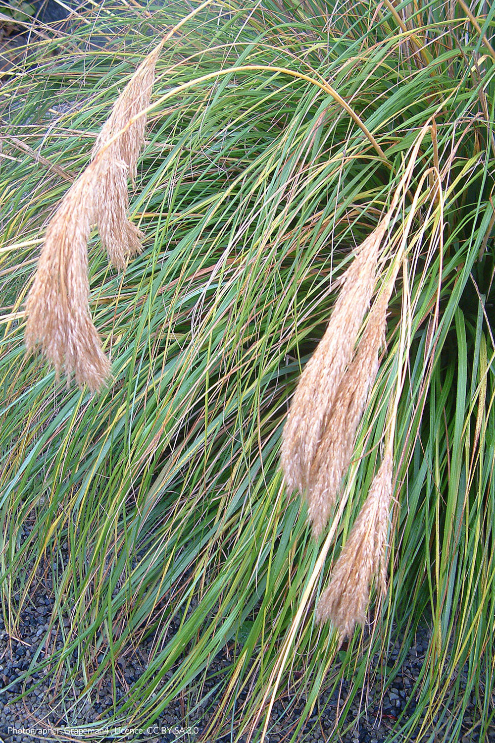 haumata