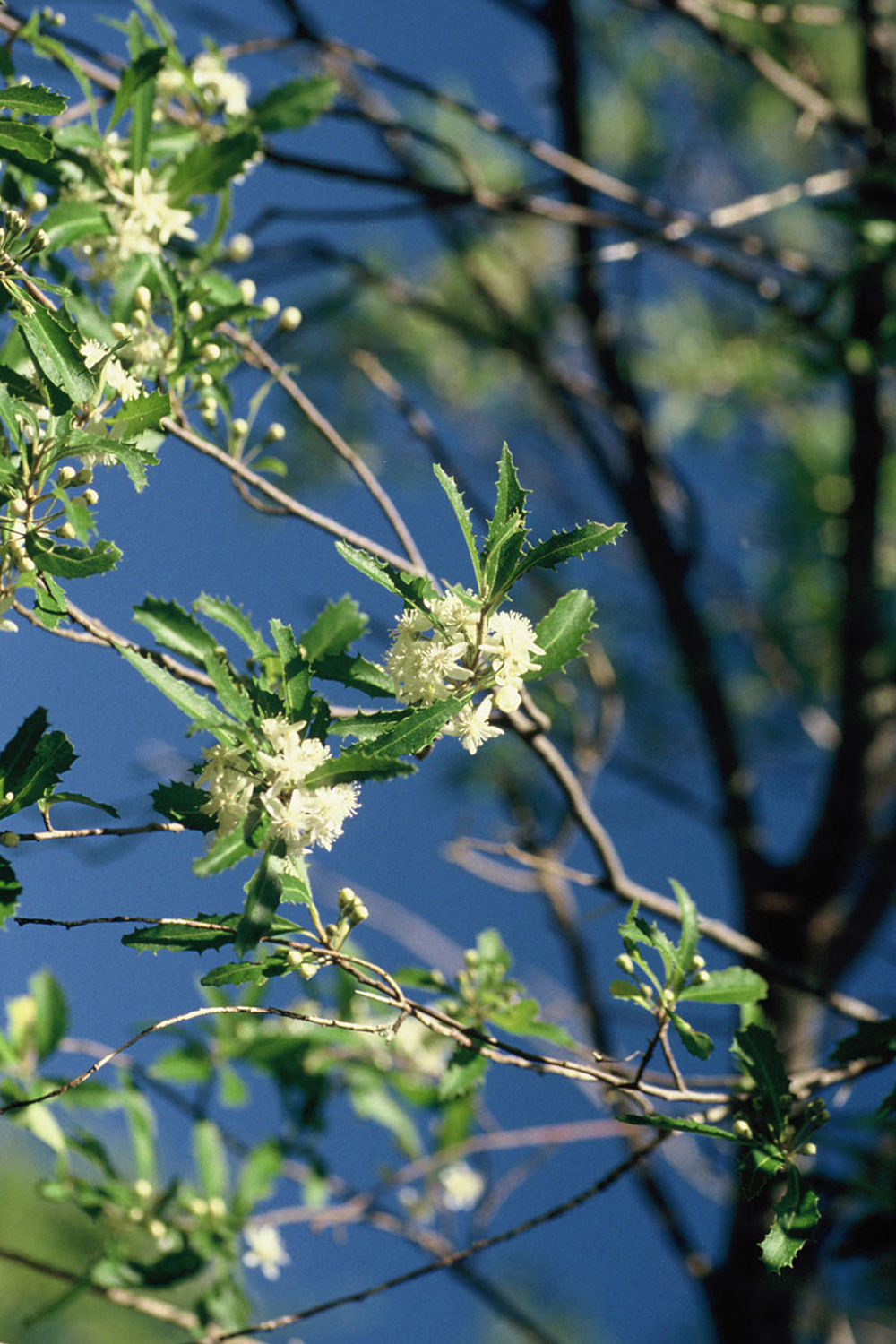 narrow-leaved houhere