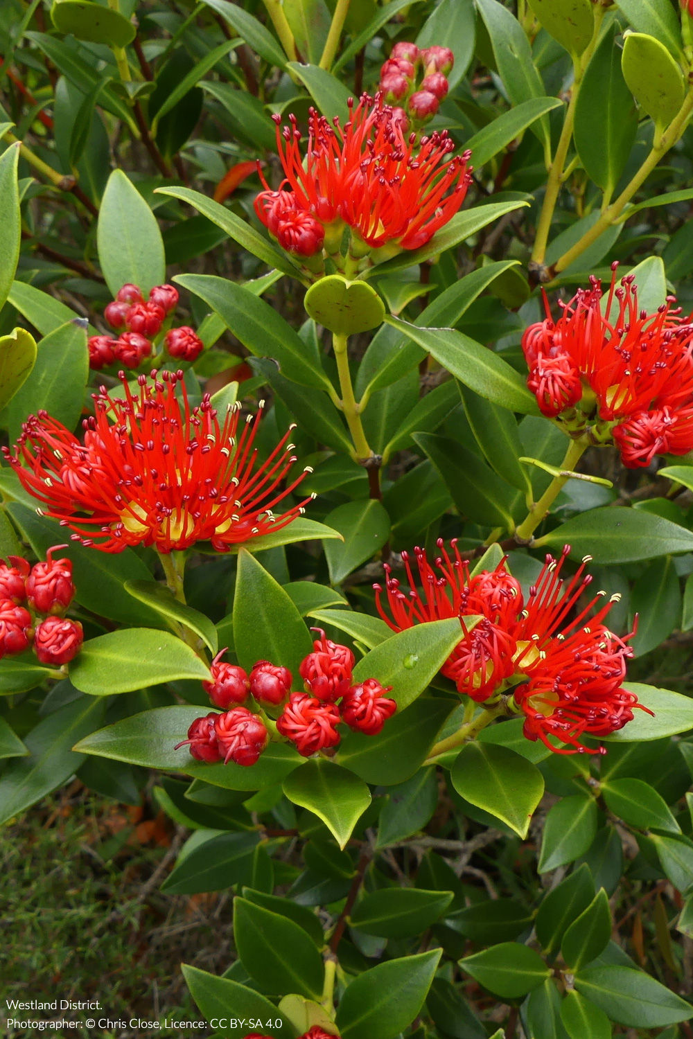 Southern rātā