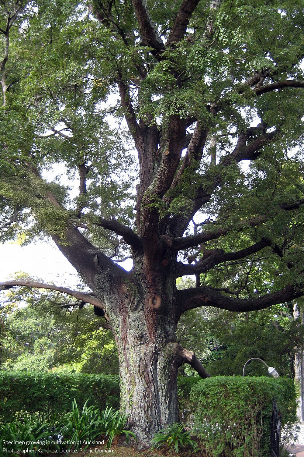 tāwhairauriki