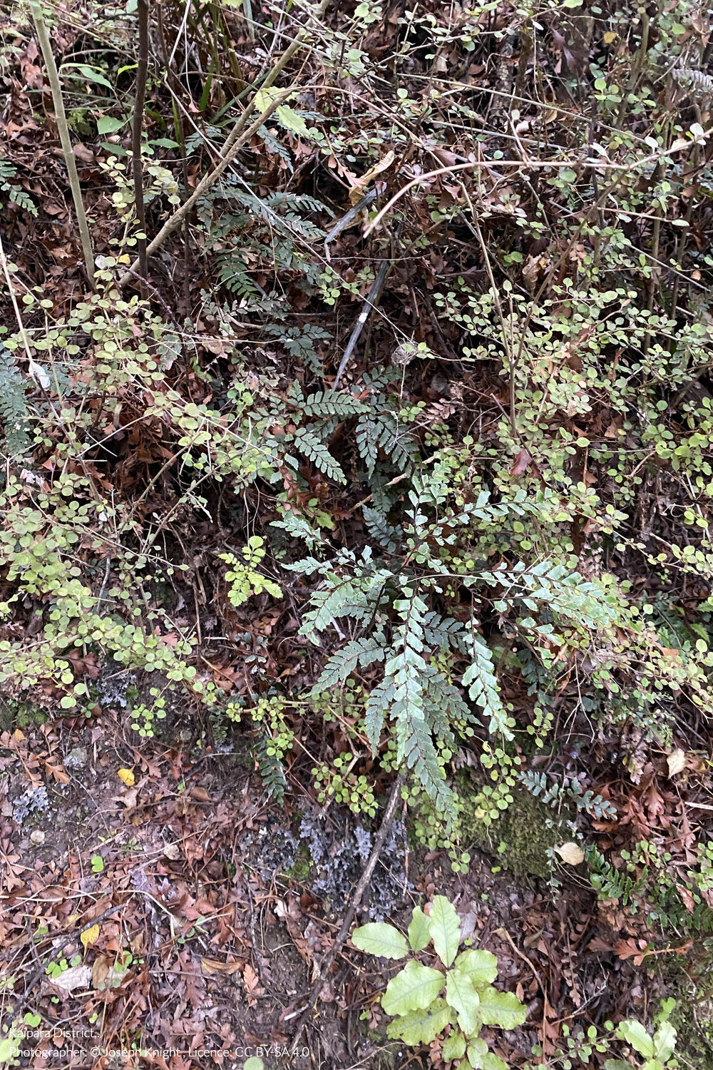 maidenhair