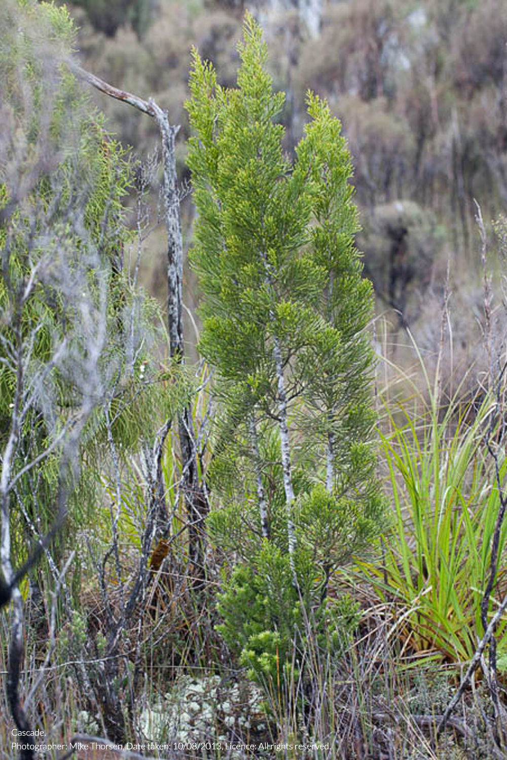 yellow silver pine