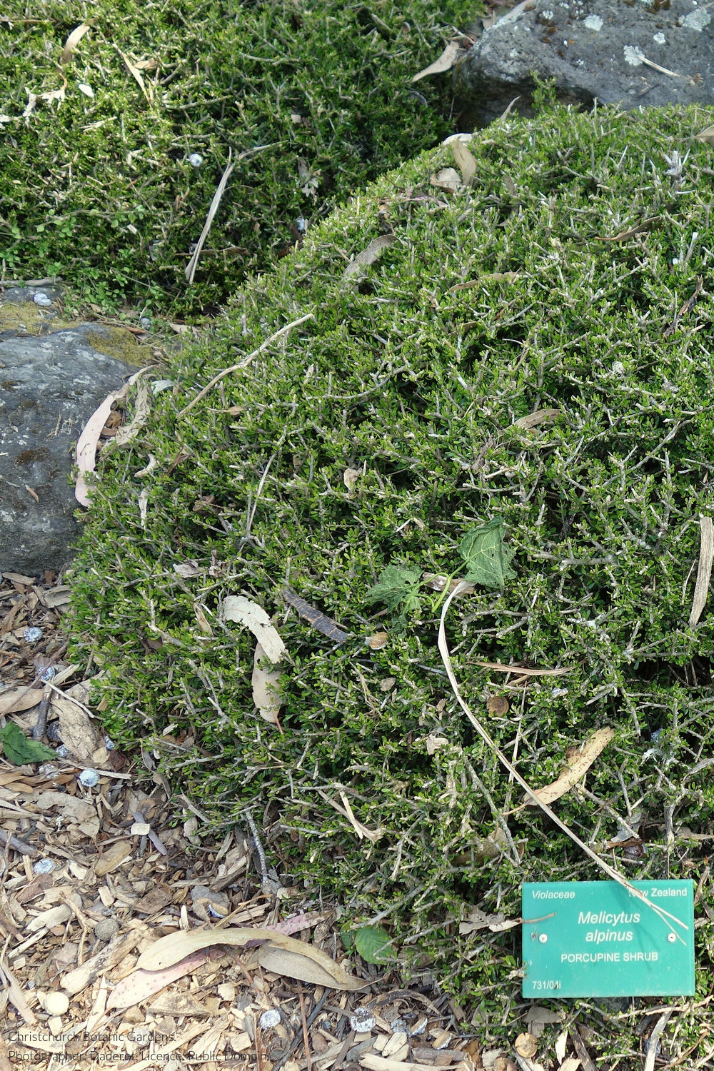 māhoe porcupine shrub