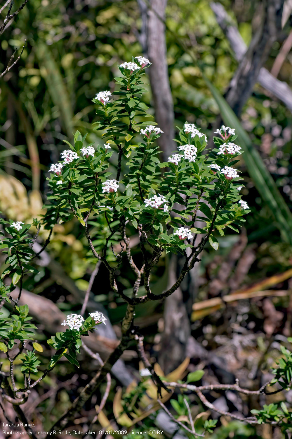 tāranga