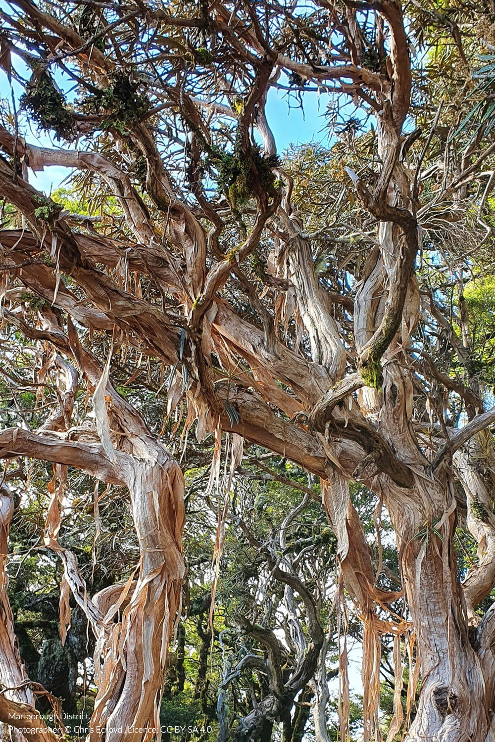 lancewood tree daisy