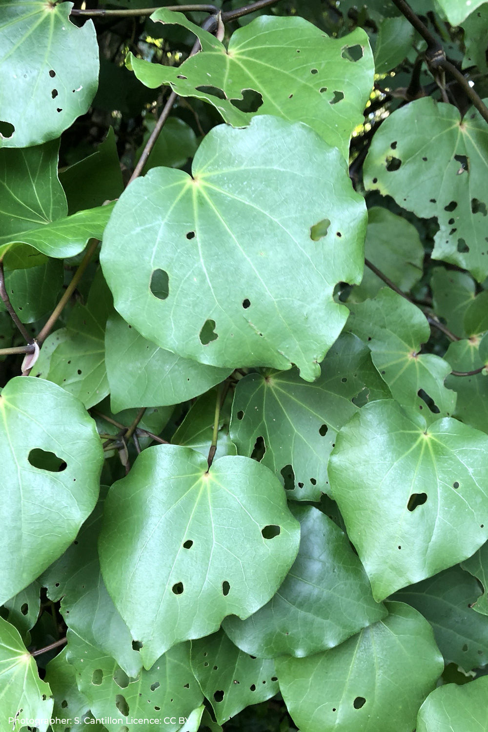 kawakawa