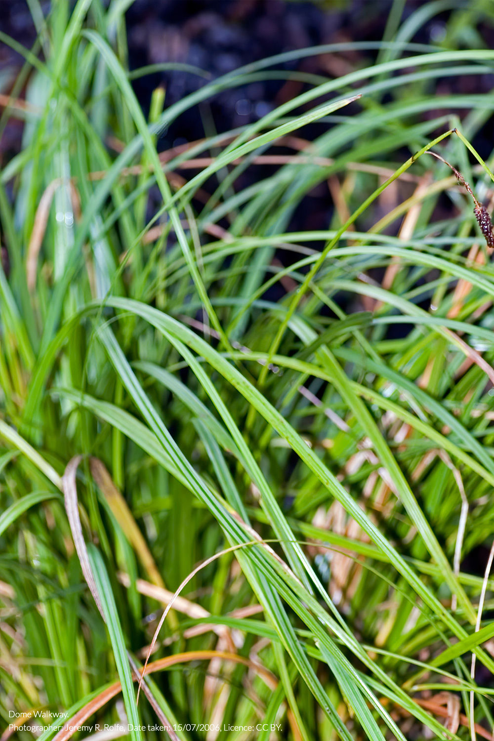 forest sedge