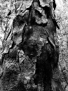 Rimu-03_edited_edited.jpg