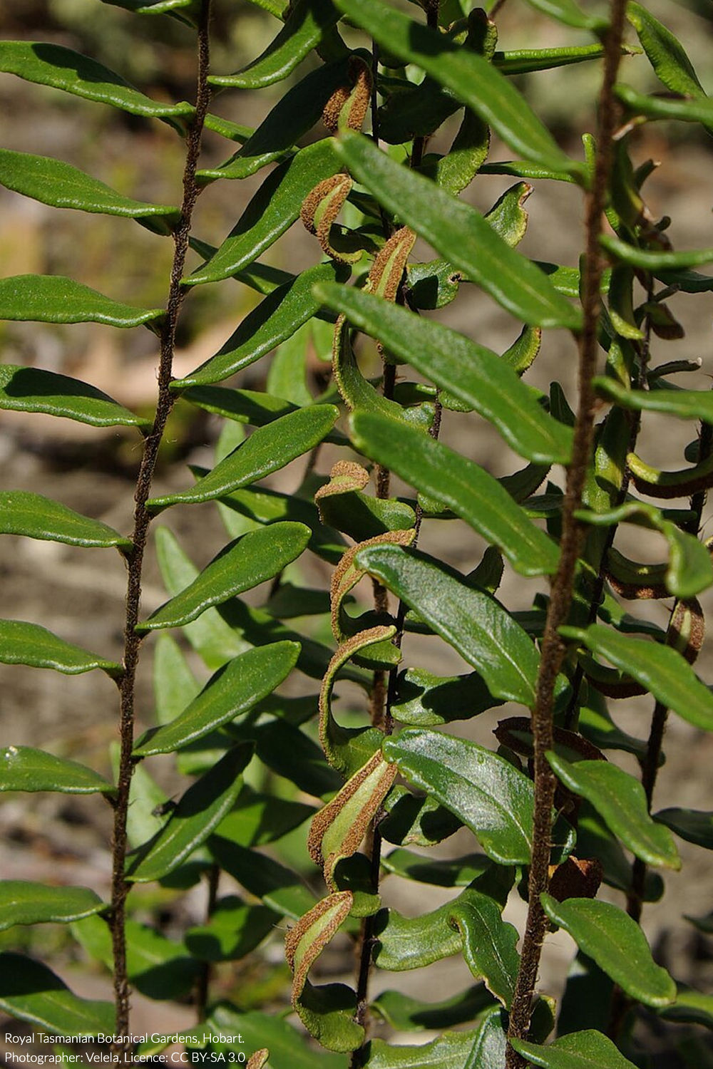 hot rock fern