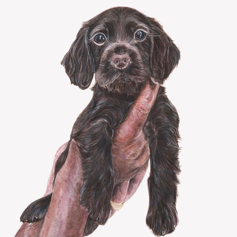Detailed brown Spaniel puppy drawing in colour.