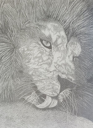 closeup of a lion licking itself