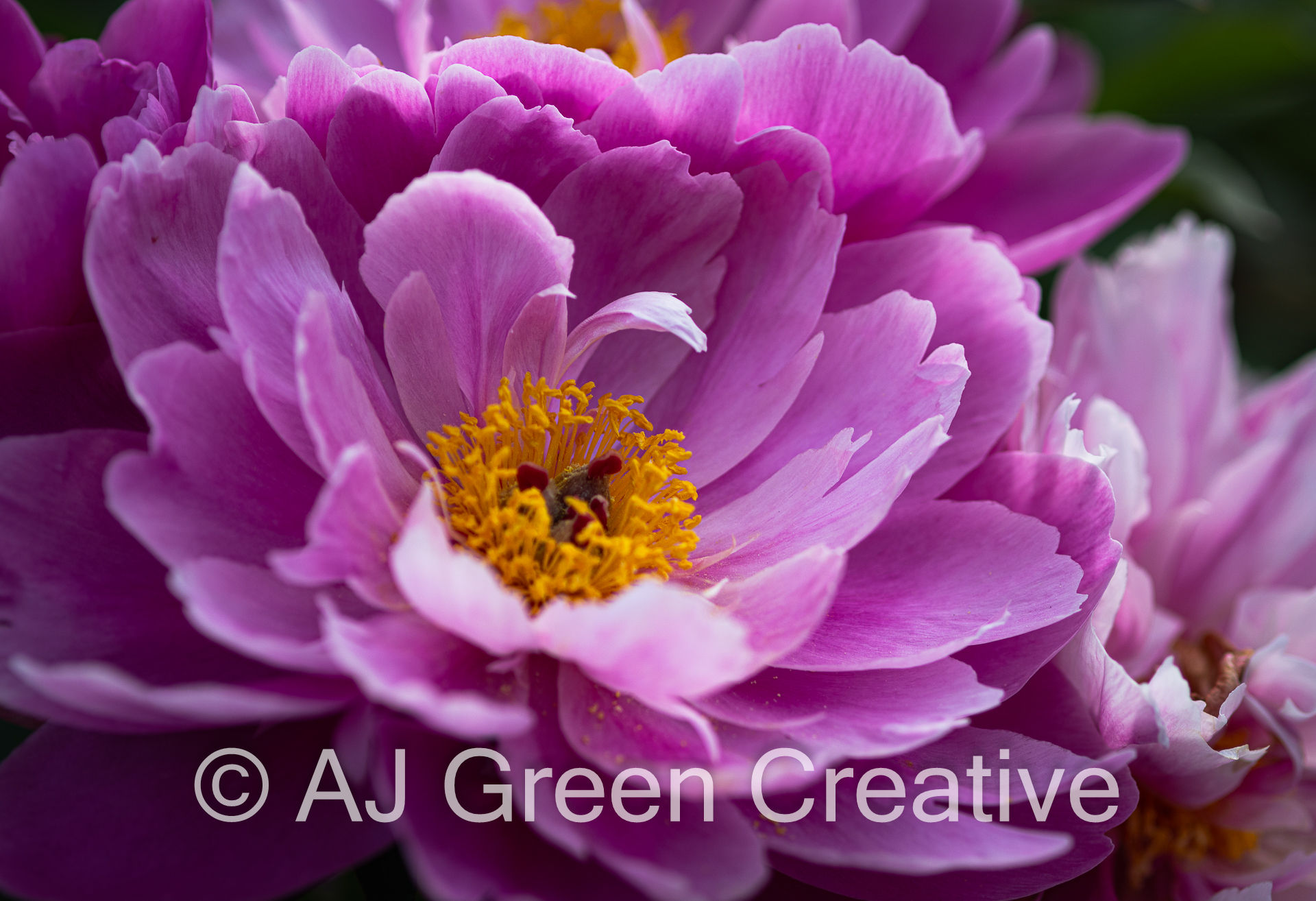 Peony 5 | Peony limited edition print by andrew johnston