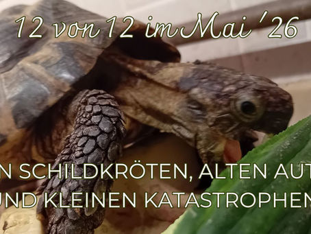 12 von 12 - von Schildkröten, alten Autos und kleinen Katastrophen