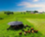 Shade Haven in a Field