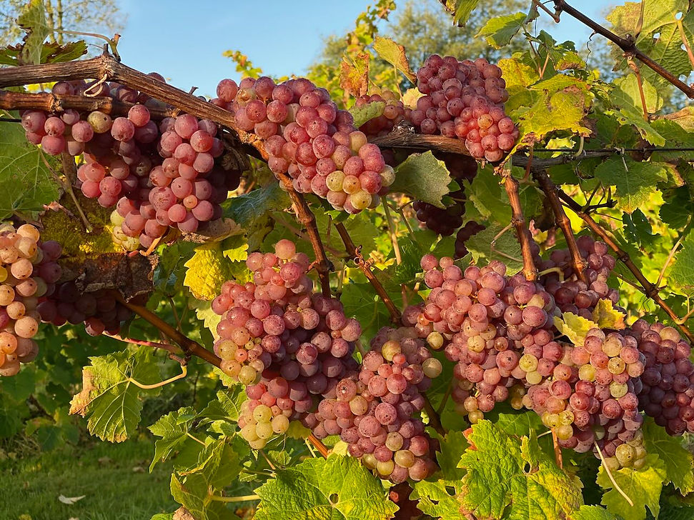 kernling ripe on vine.jpeg