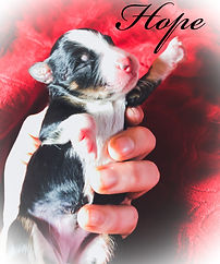 Alberta aussiedoodle breeder