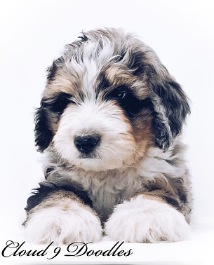 aussiedoodle