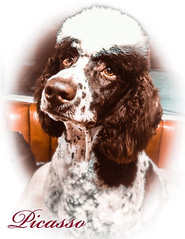 Alberta doodle breeder