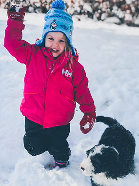 sheepadoodle breeders in Alberta