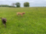 dogs.jpeg