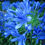 Miniatura: Lirio azul