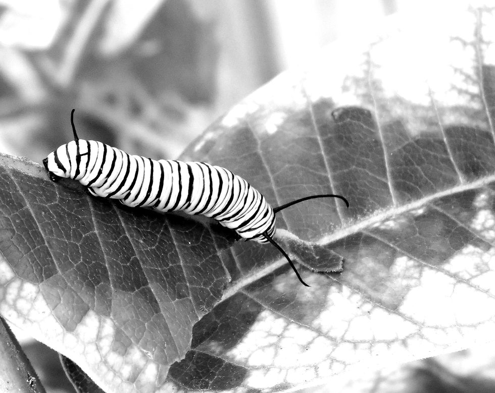 monarch-caterpillar-on-vibrant-green-and-yellow-le-2026-03-16-01-20-45-utc_edited.jpg