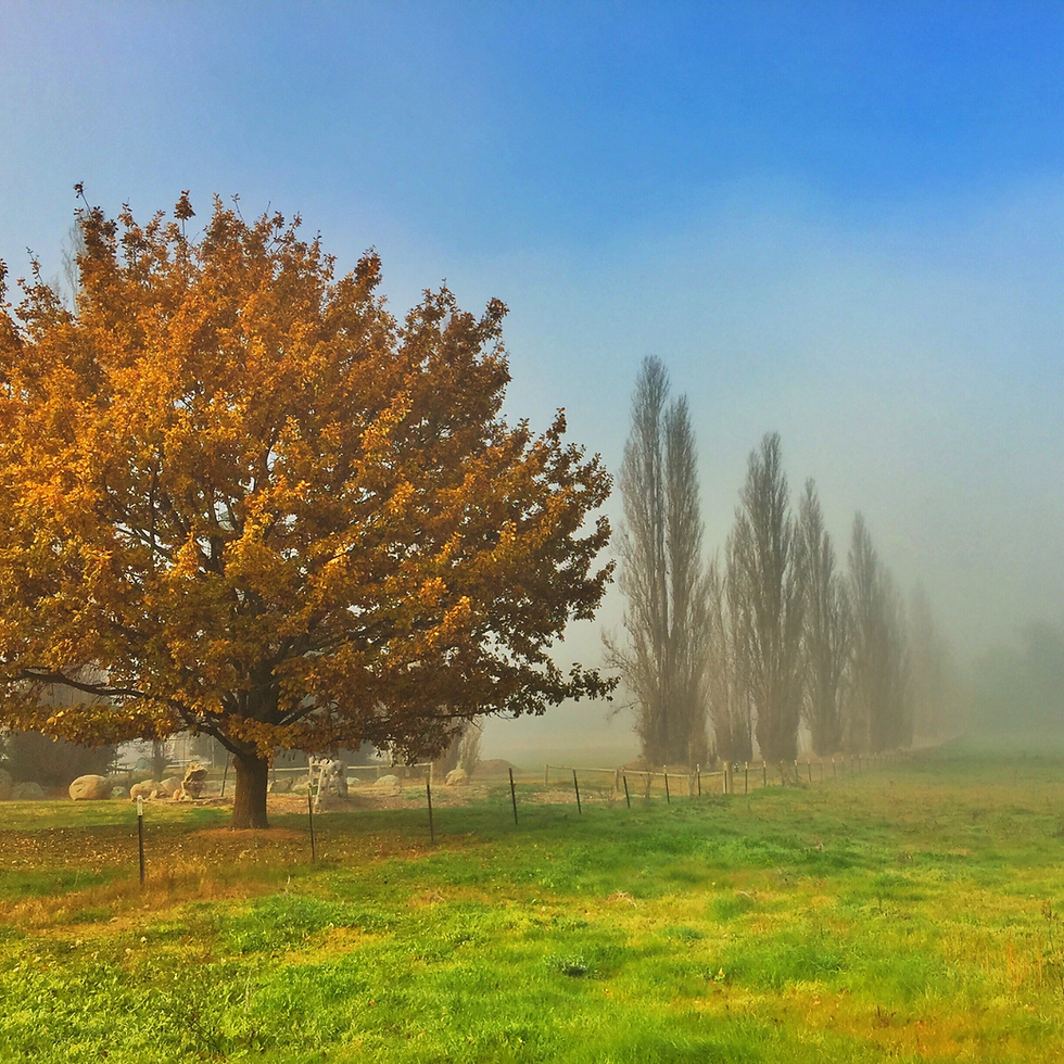 Brouillard dans une forêt.