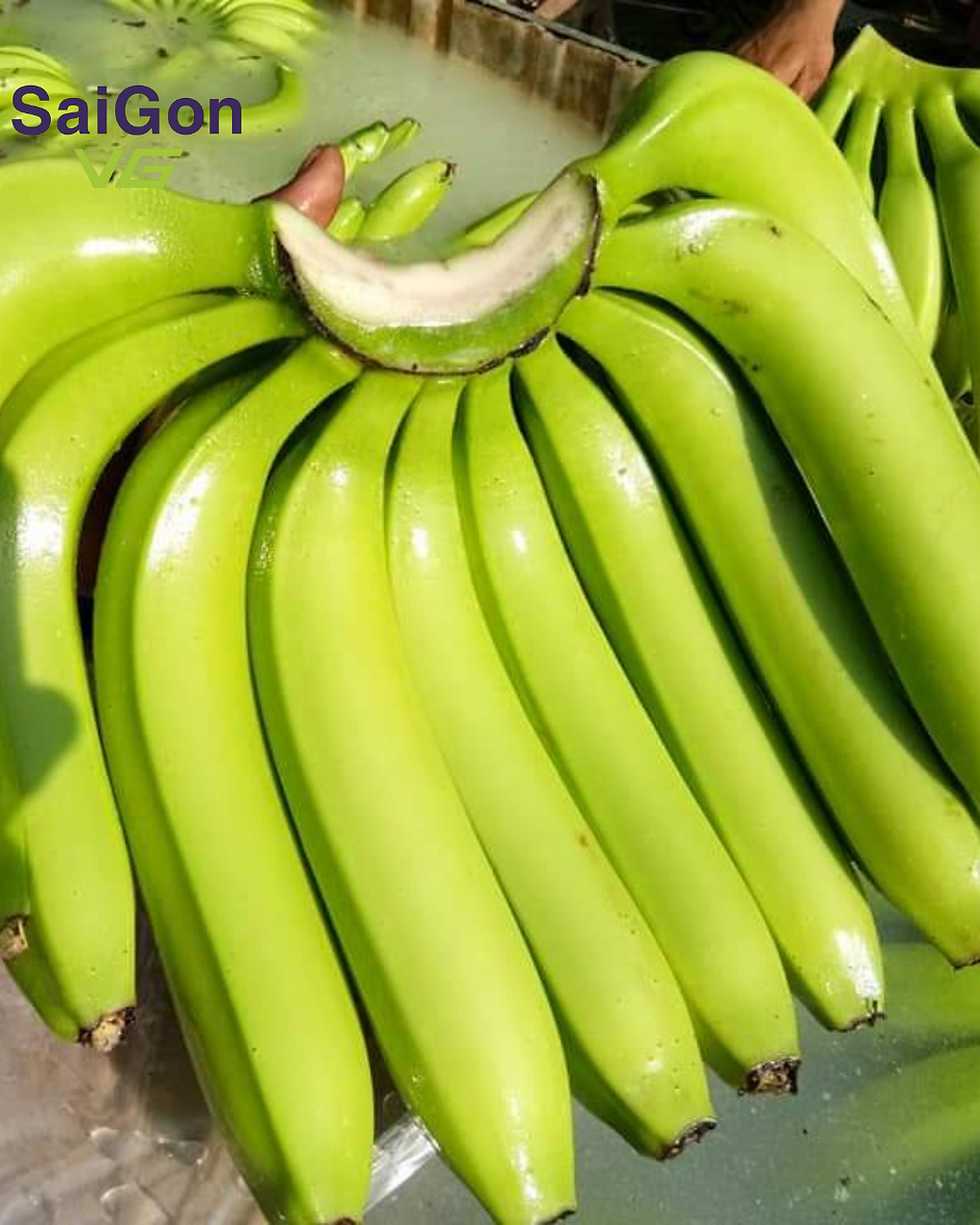 Chuối Cavendish Xanh Việt Nam