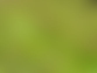 Reforesting the Borneo landscape