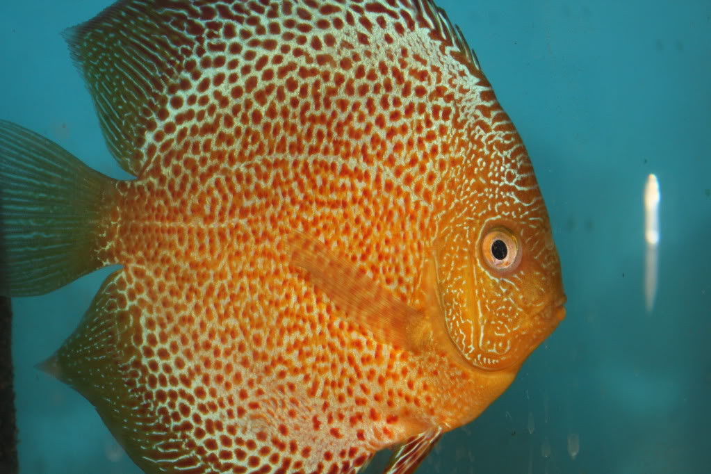 Penang Eruption Discus