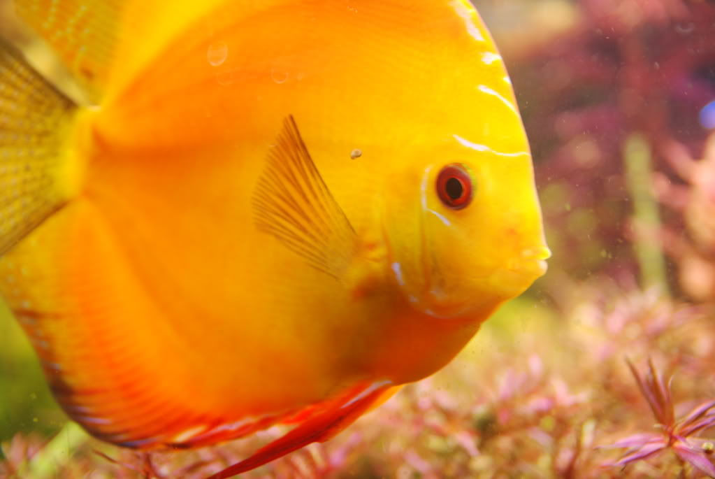 Golden Sunshine Discus