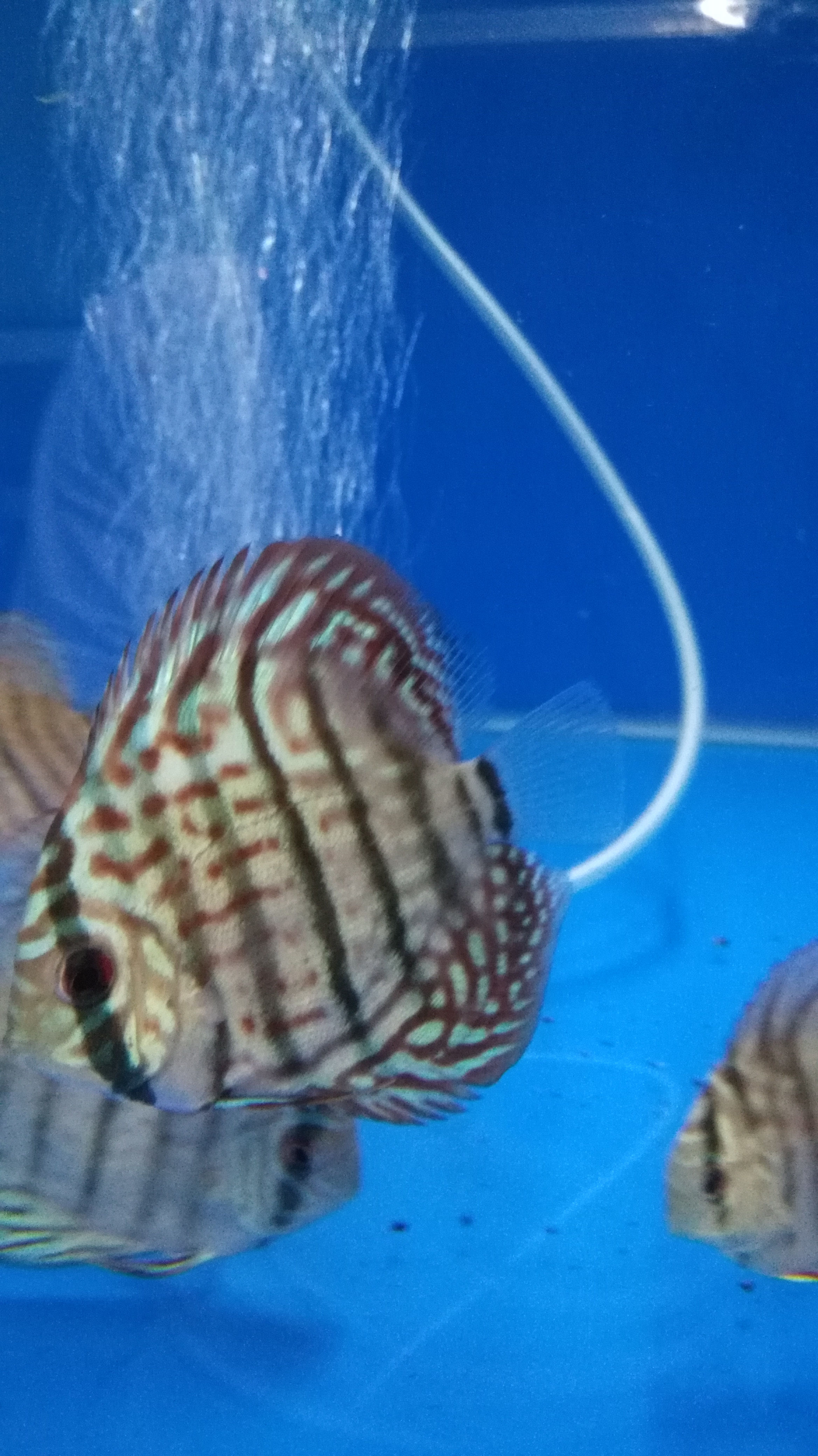 2/25 New Arrival 3,4 inch Heckel Discus