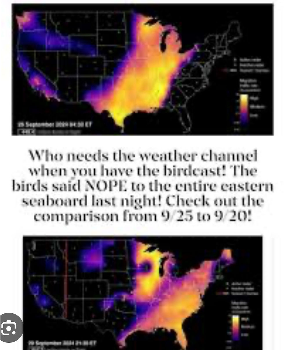 This is what “bird cast” actually showed during Hurricane Helene and it is clear, unlike people the birds evacuated the entire eastern states from Florida to Maine, avoiding Helene and Milton.