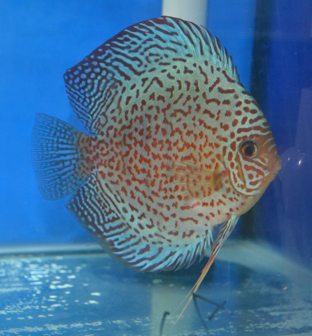 Leopard Snakeskin Discus