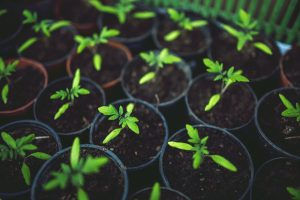The Ins & Outs of Cannabis Inventory Accounting, Processes, & Controls