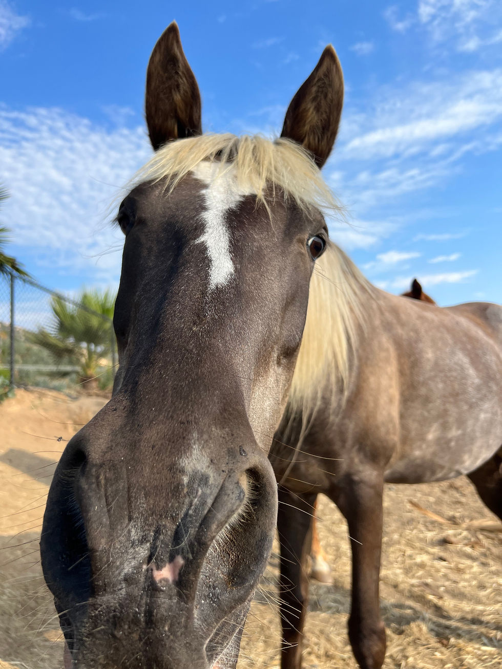 Rescue Galentines (FEB 13th)