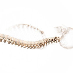 Human Spine Anatomy_edited_edited.jpg