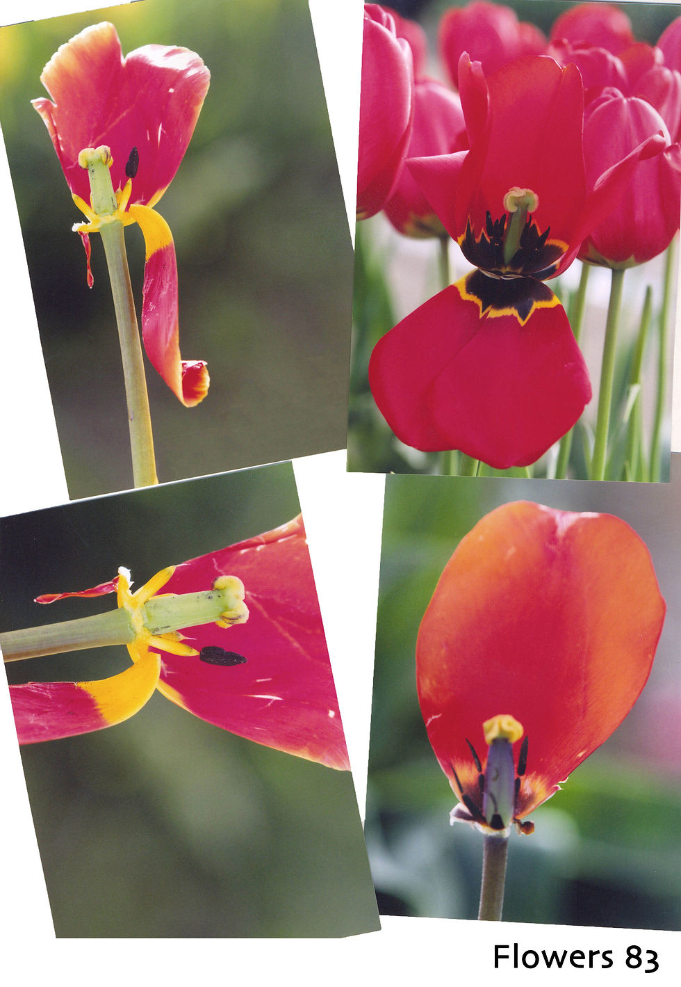 Flower Cards - 4 pack
