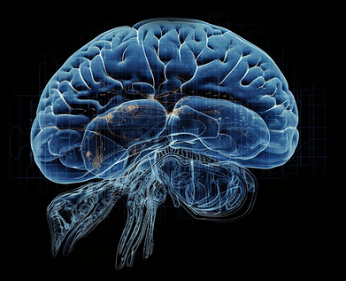 Holographic display of the brain of the human