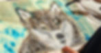 Snow Wolf