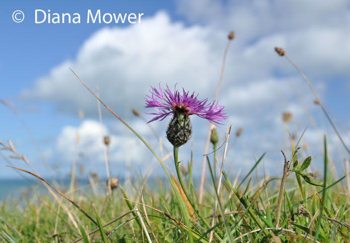 Knapweed
