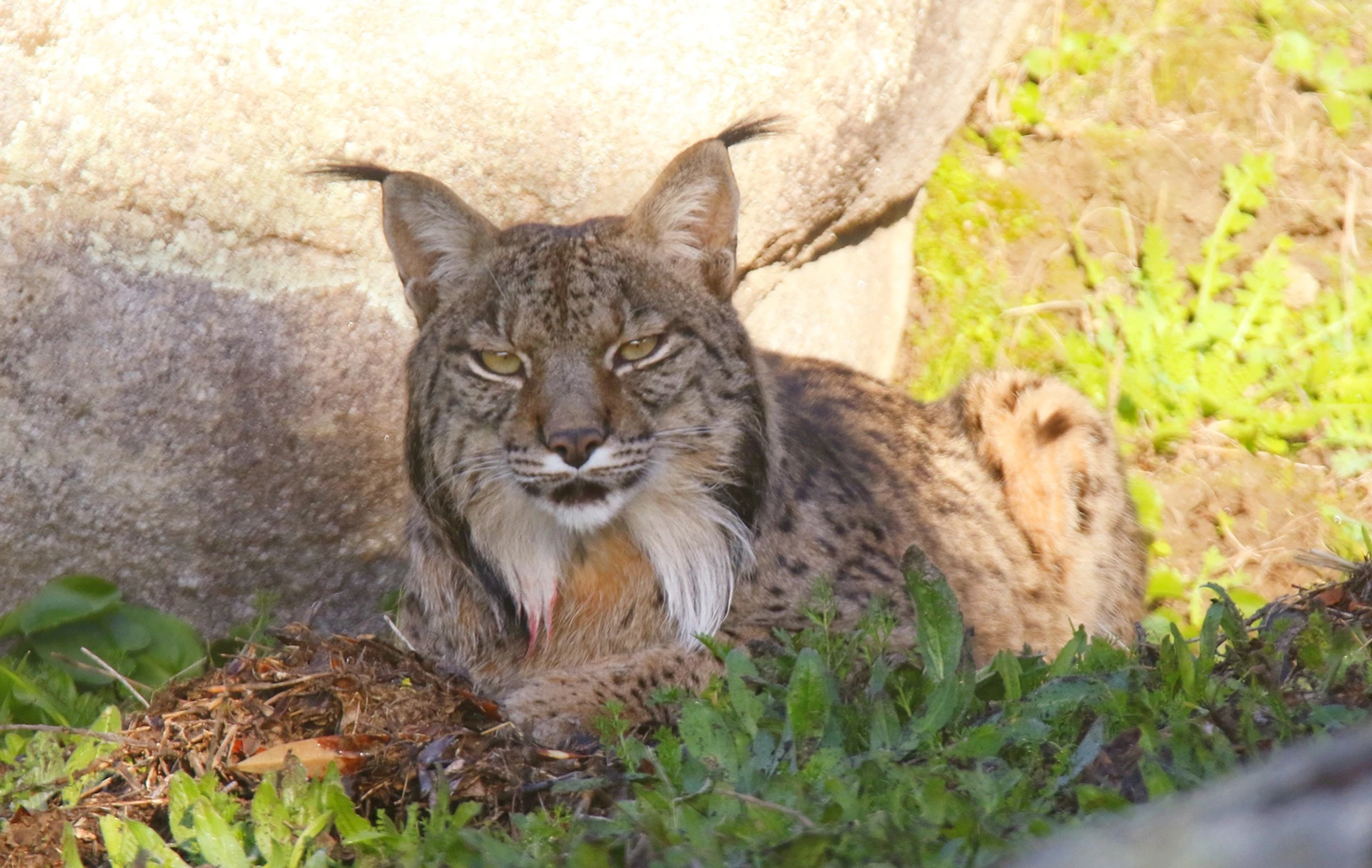 Ruta Observacion Lince Iberico En Finca Privada Sierra Morena Jaen