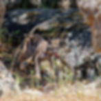 Lince ibérico Fréderic Walgenwitz