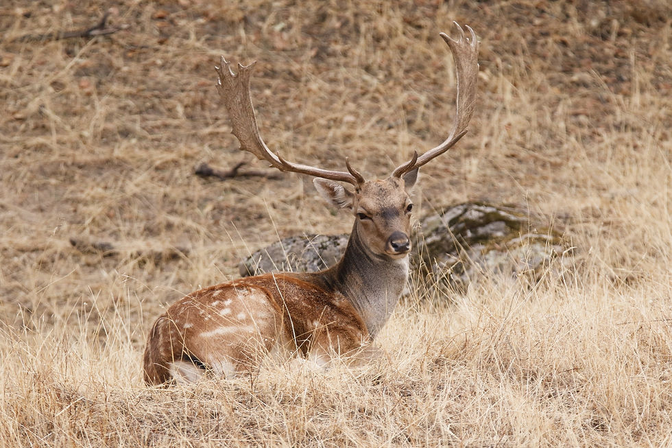 Gamo en Sierra Morena