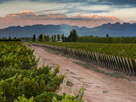 Argentina celebra o sucesso da varietal Malbec !