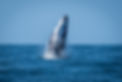 AdobeStock_296450093.jpeg