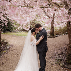 Cherry Blossom Romance