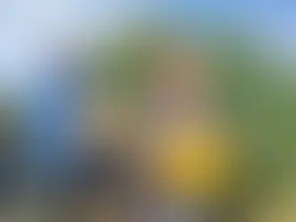 Adana’da Tarım İşçilerinin Grevi Mandalinayı Dalında Bıraktı: Kilosu 3 Liraya Geriledi