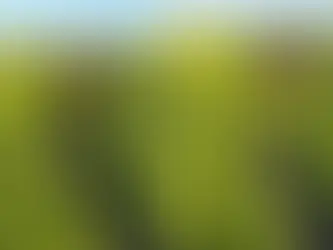 Bergama’da Çiftçiden Kıvırcık Tepkisi: “2 TL’ye Satarsam Şerefsizim, Koyunları Otlatacağım”